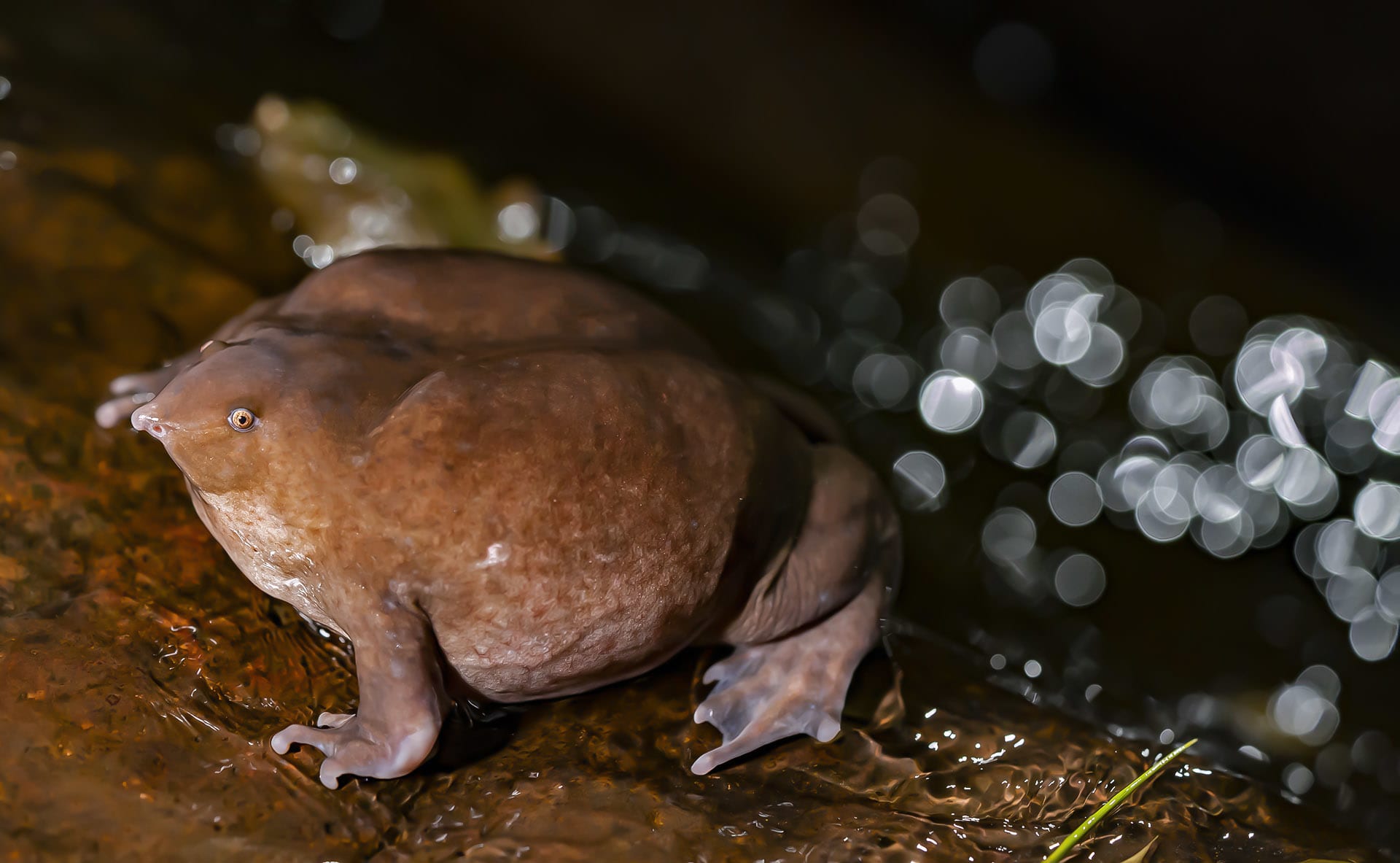 Purple Frog: A Brief Interlude from a Secret Life Underground