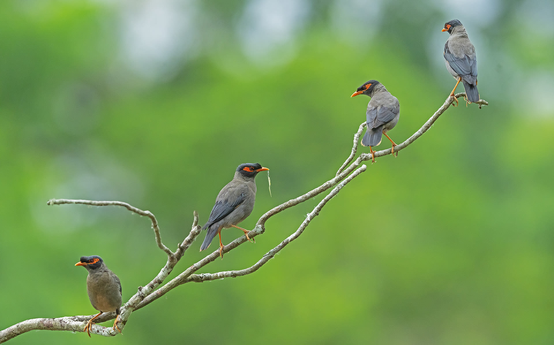 Where the Bank Myna Sings