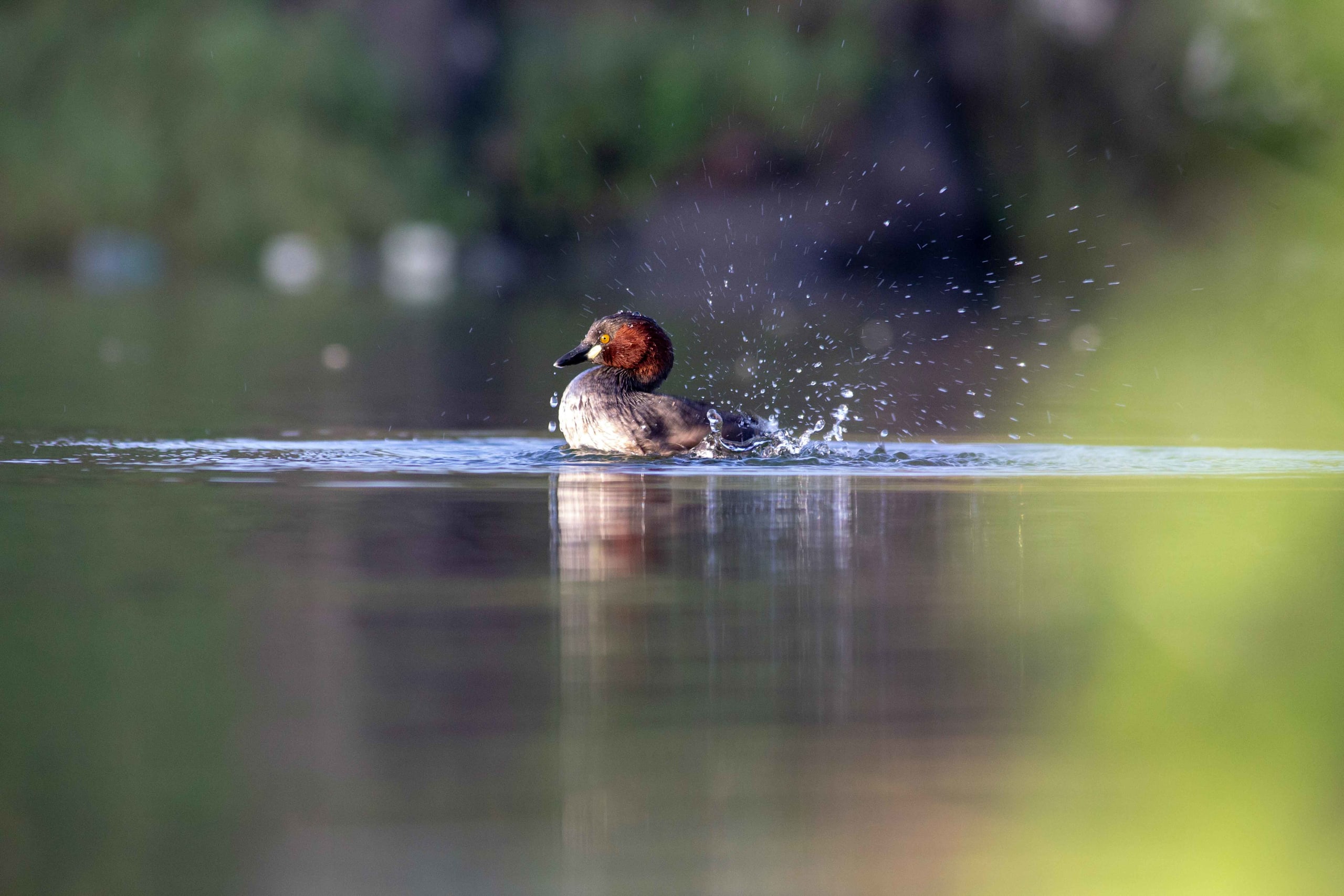 Little Grebe: Artwork of Evolution