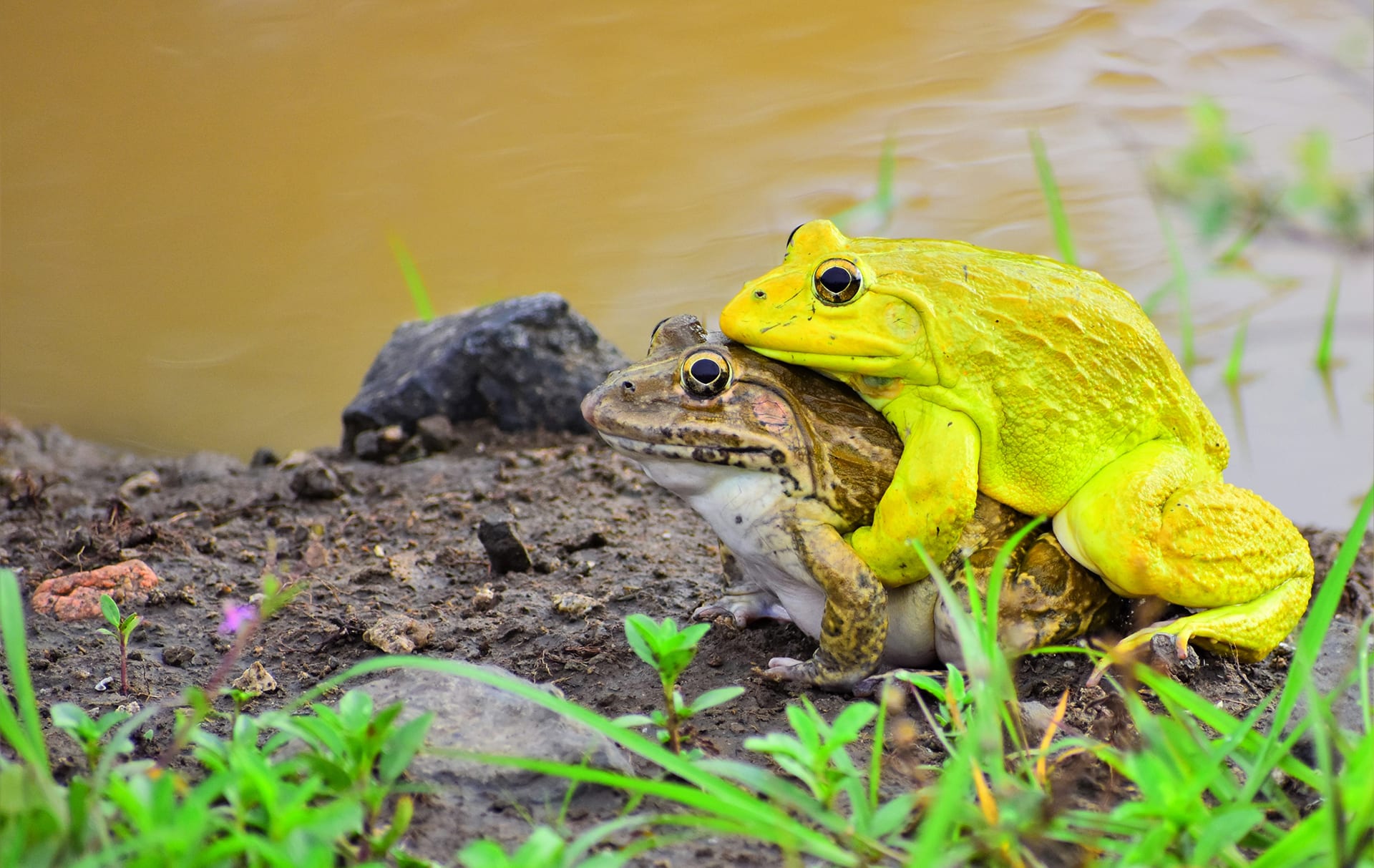 Love is in the Air: Indian Bullfrogs and the Romance of the Monsoon