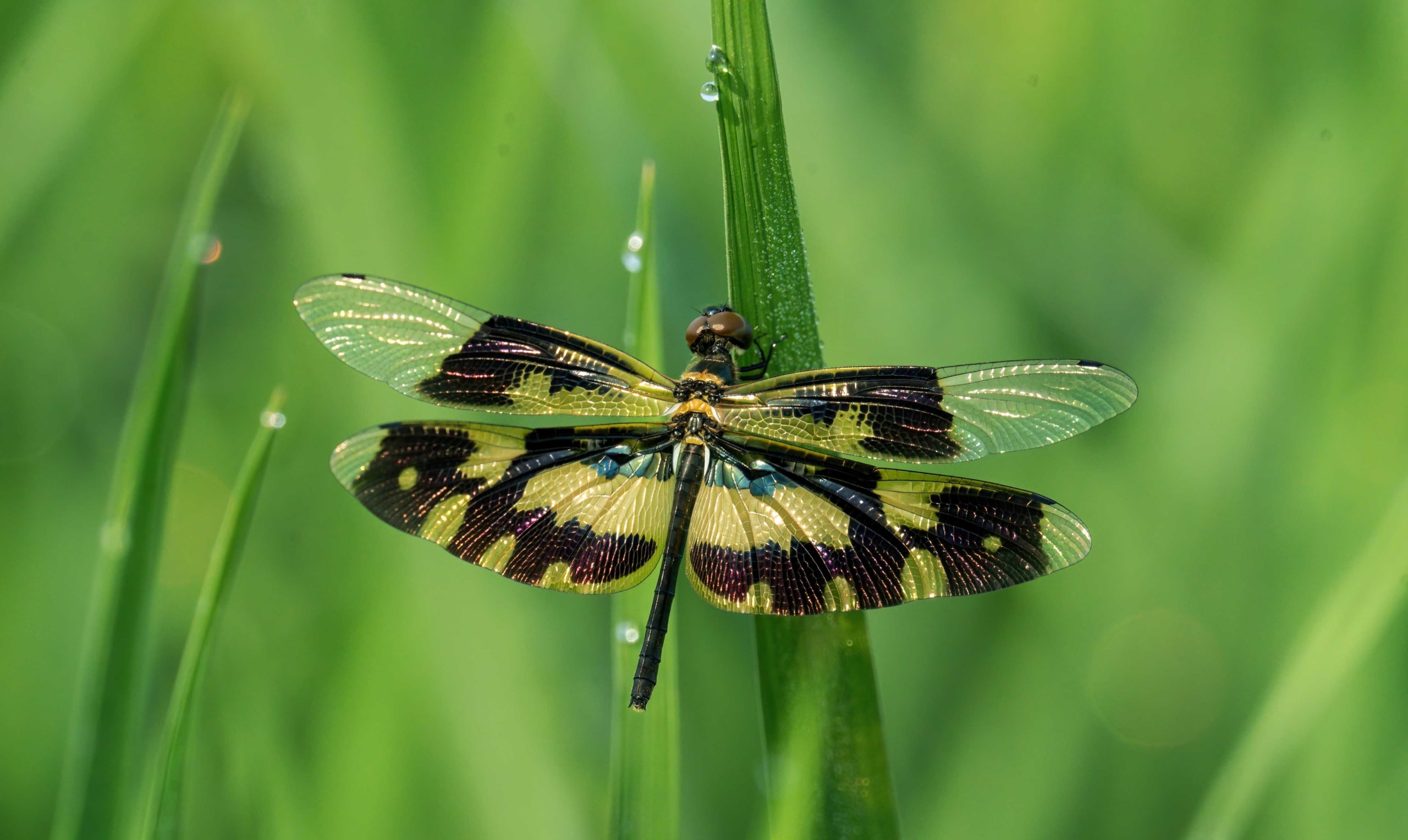 Common Picturewing: The Flying Floral Carpet