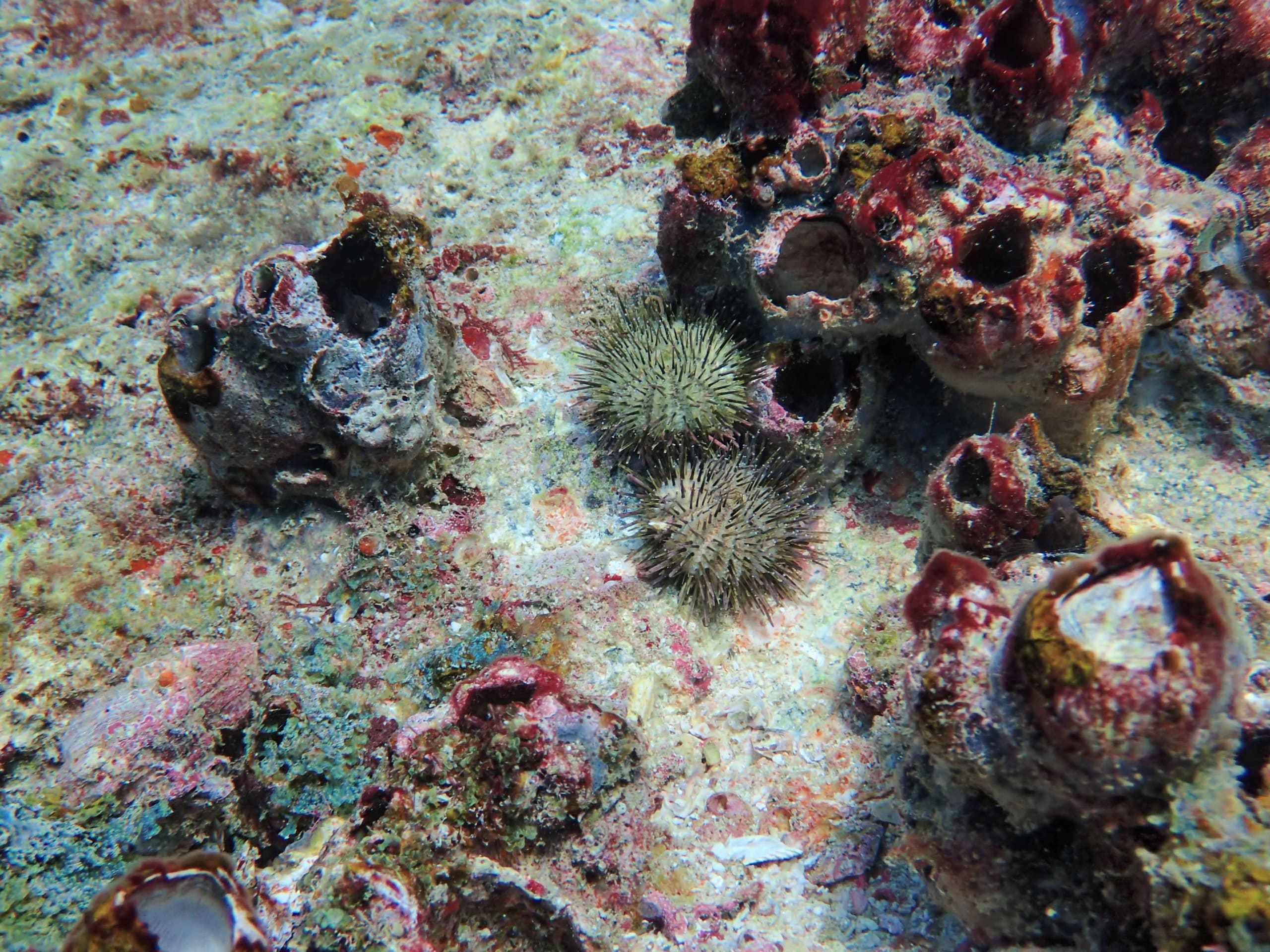 Sea Urchins: Hedgehogs of the Ocean
