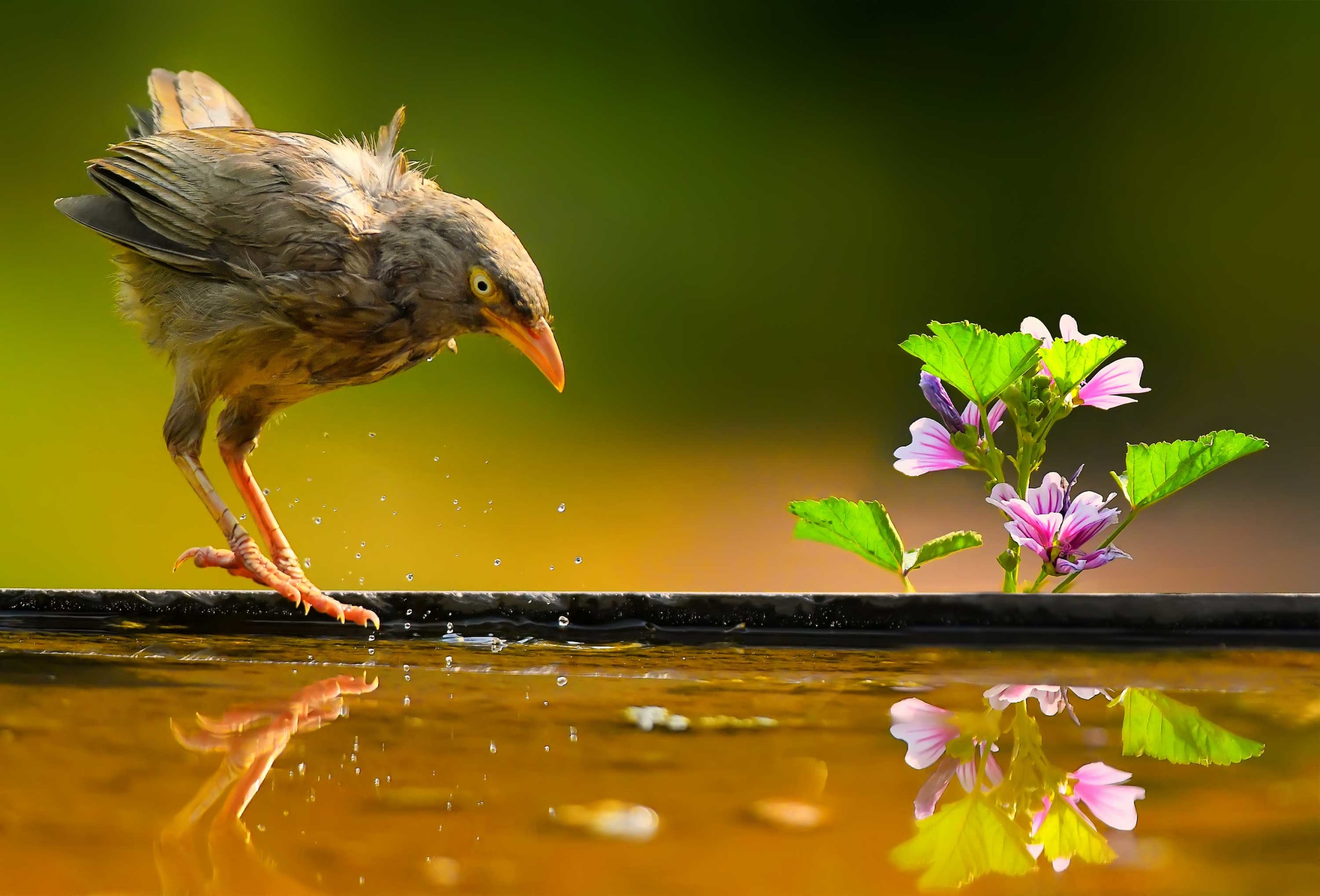 Chirp, Twitter, Tweet: The Wide Vocabulary of Jungle Babblers