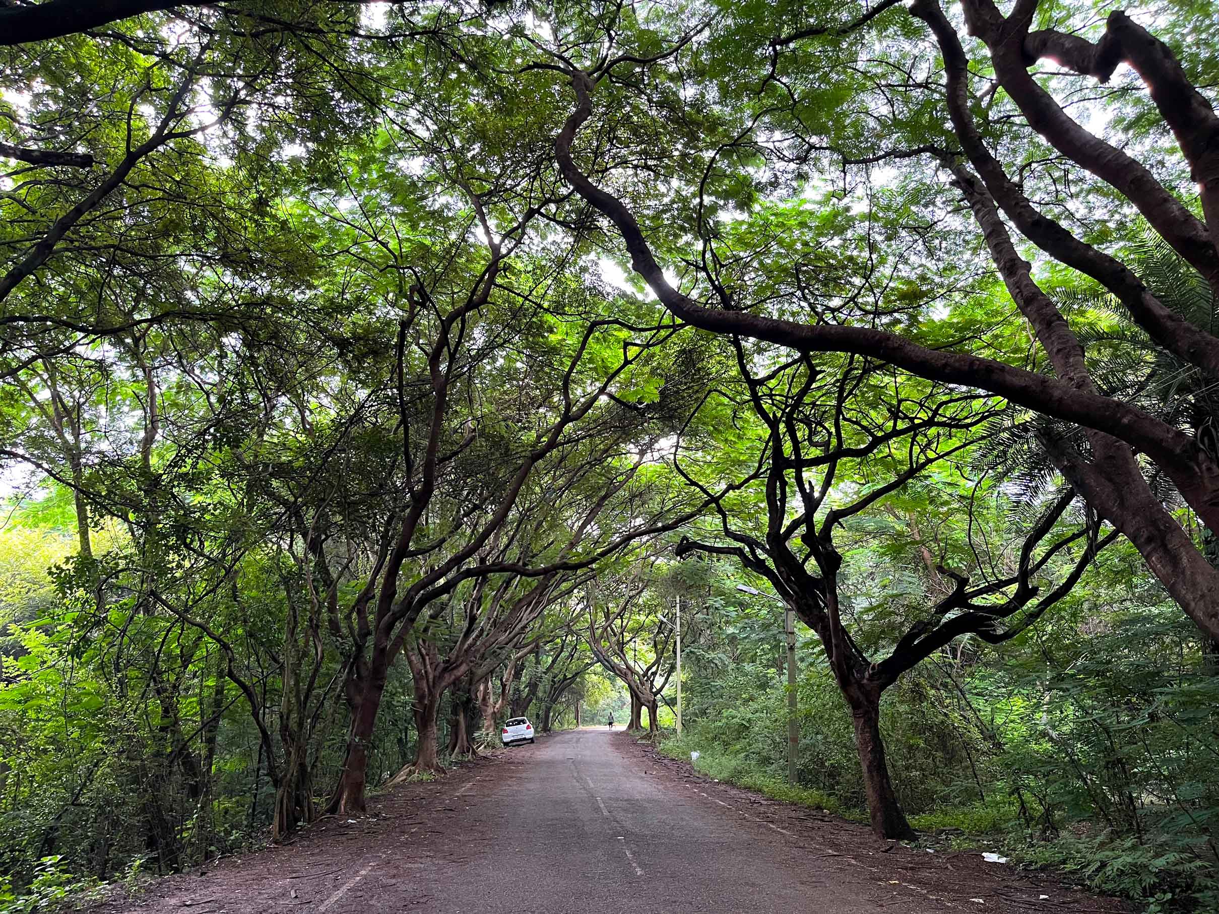 https://res.cloudinary.com/roundglass/image/upload/v1693382723/rg/collective/media/bangalore-university-jnanabharathi-campus-green-road-entrance-tree-amrita-das_rwwkck.jpg