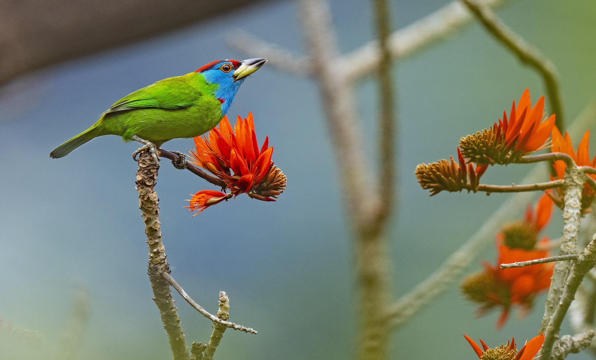 Barbets of India: Send in the Clowns