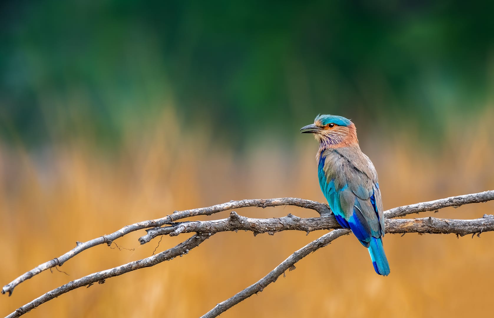 The Breathtaking Blues of the Raucous Indian Roller
