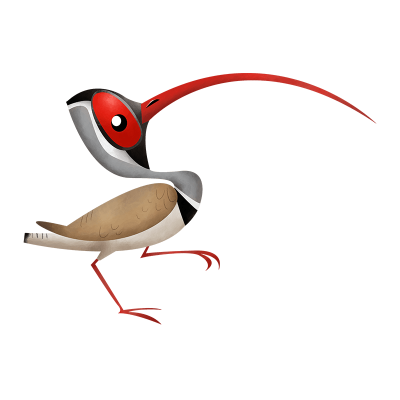 Ibisbill