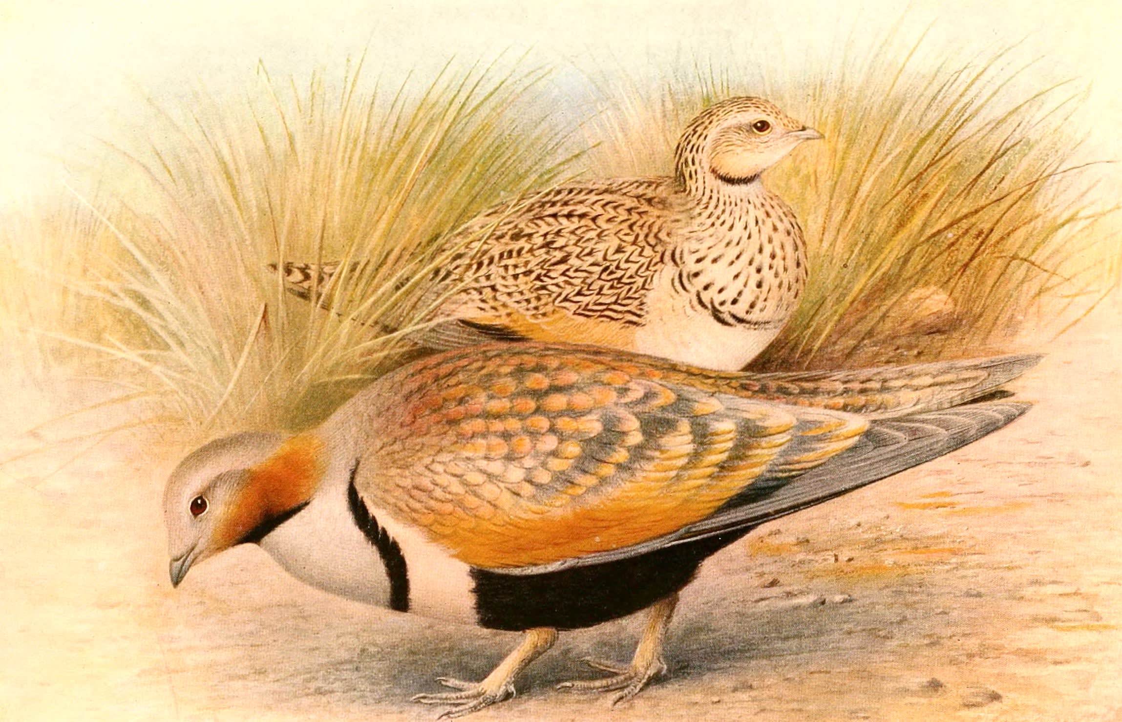 The Forgotten Tale of Black-Bellied Sandgrouse
