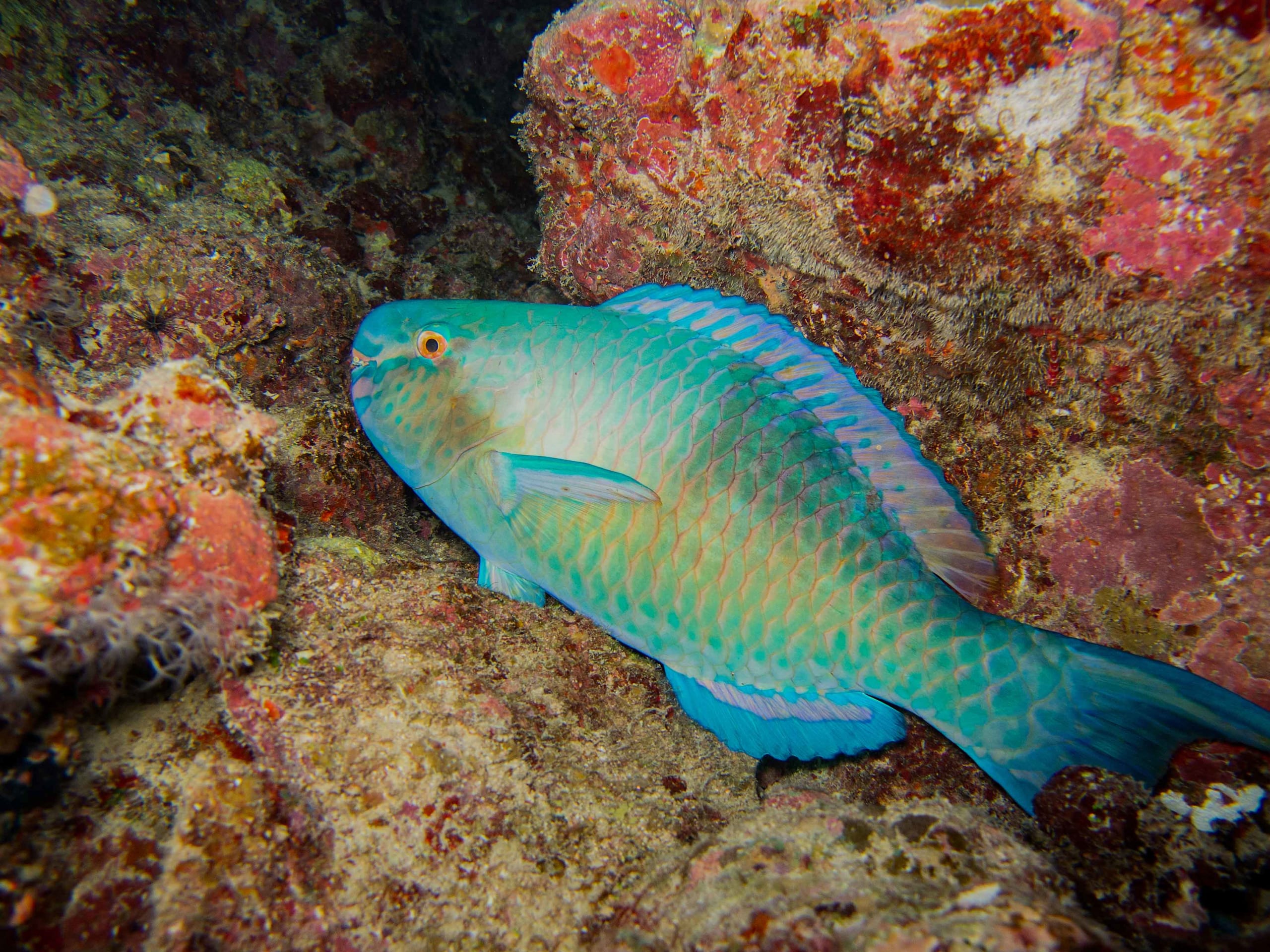 Parrotfish: Rainbows in the Reef