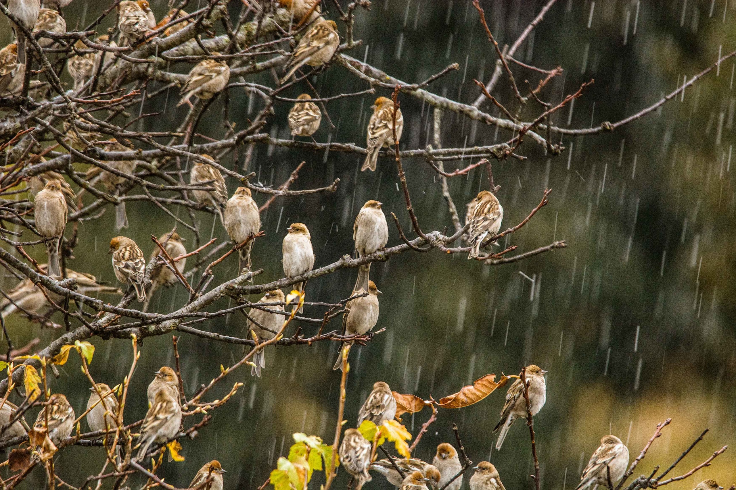 Plain Mountain Finches in Sleet and Snow