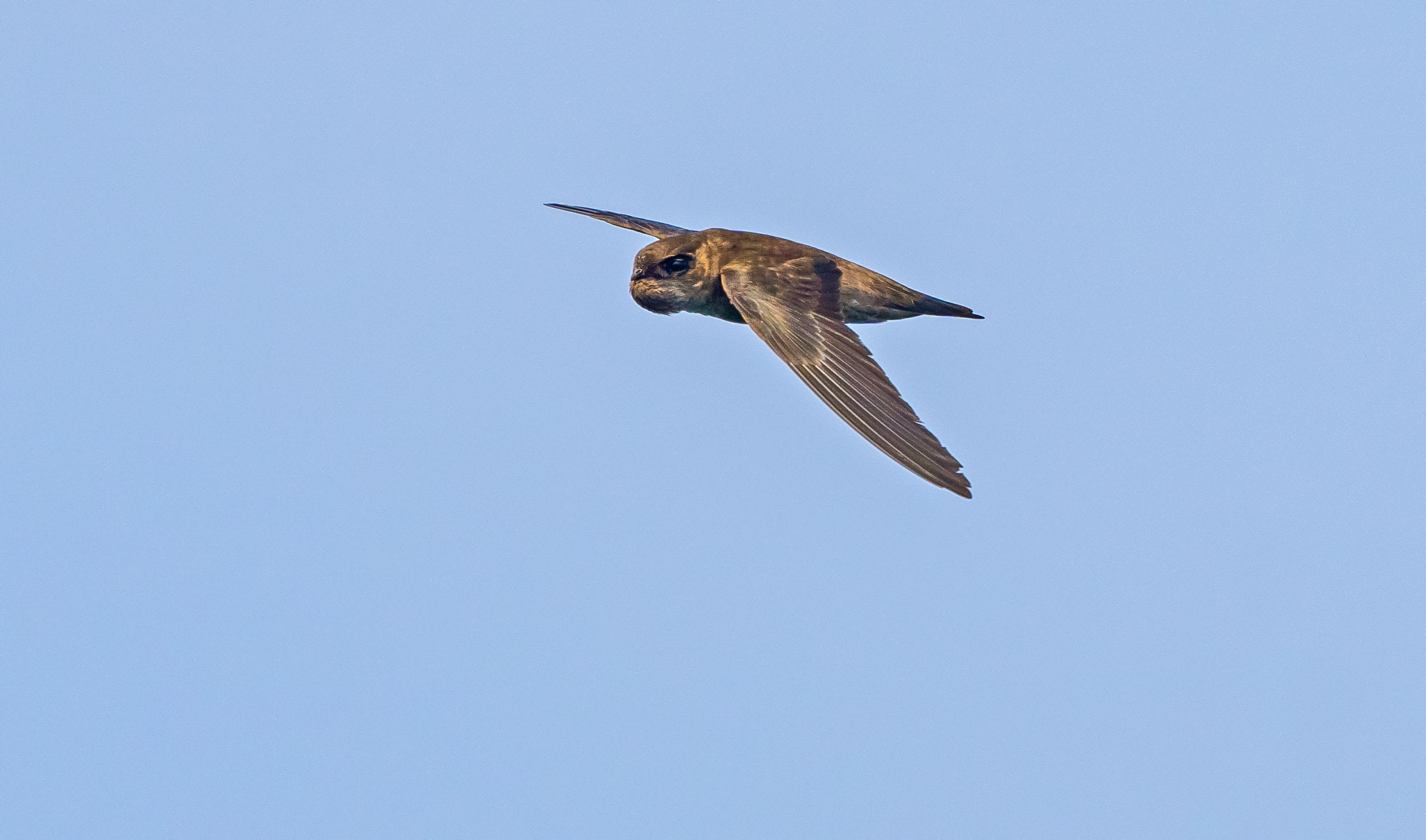 Indian Swiftlet: The Best Kept Secret of Vengurla Rocks