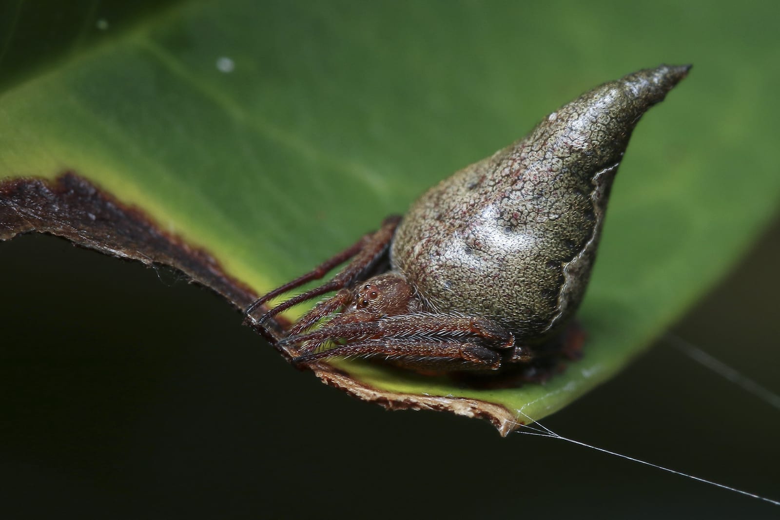 Sorting Hat Spider: Silky Mandalas and Disappearing acts