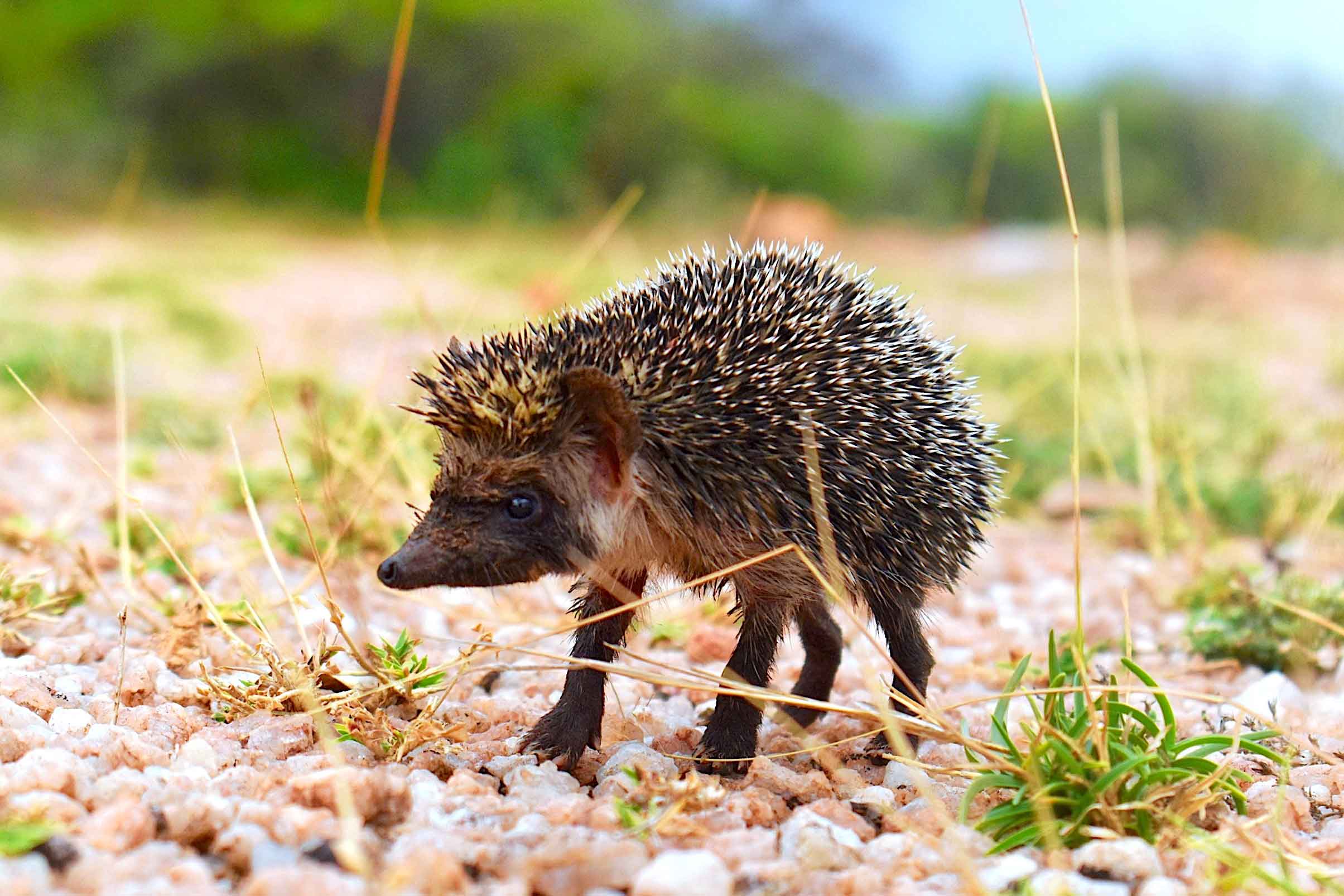 A Day in the Life of a Madras Hedgehog