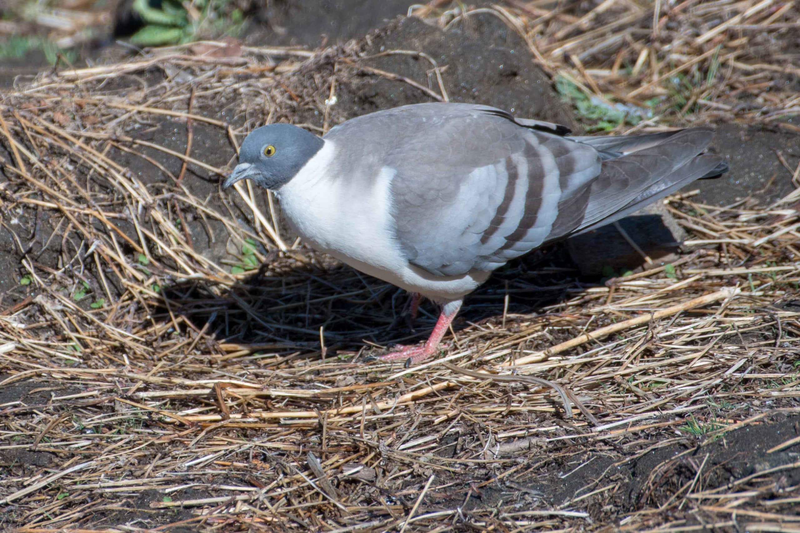 Snow Pigeons: A Dash of White