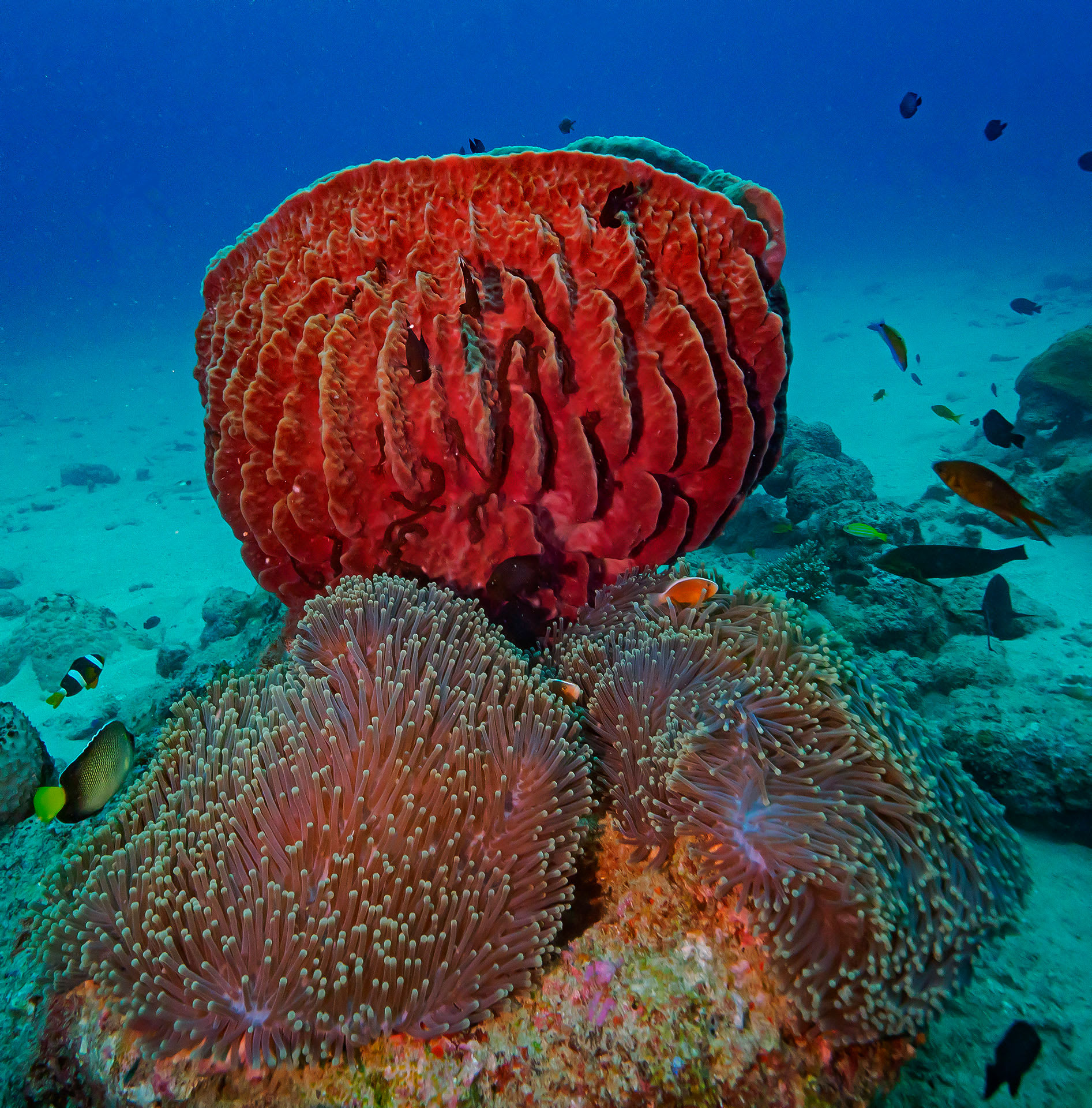 An Ode to Sponges