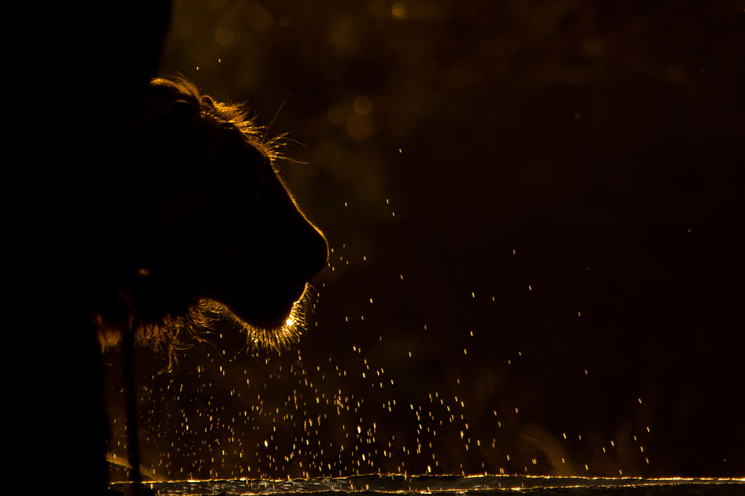 Luck of the Draw: Spotting Asiatic Lions in Gir