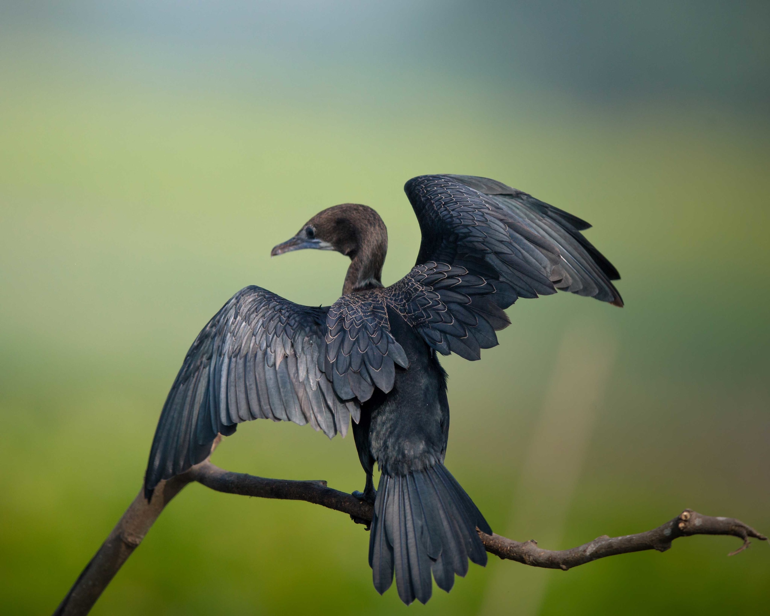 Cormorants: Hung Out to Dry