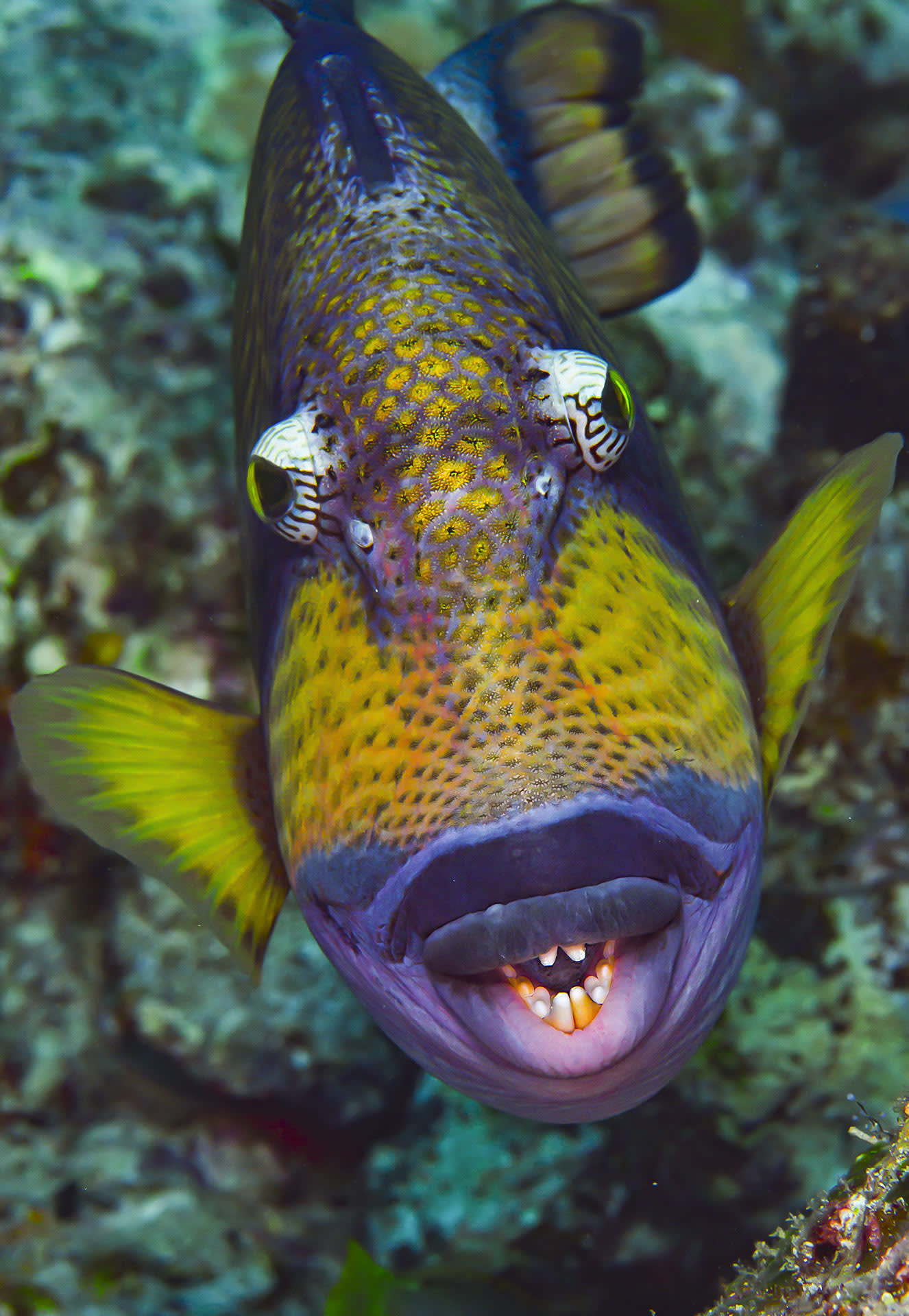 Tenacious Triggerfish: The Territorial Reef Residents