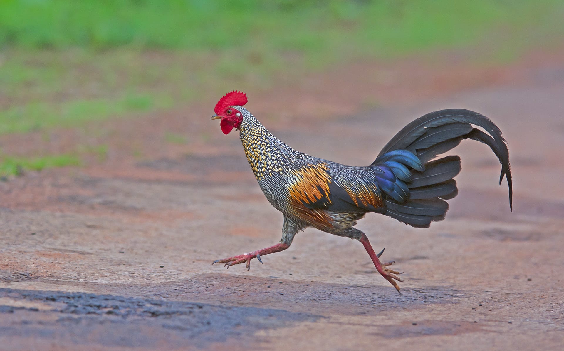 Roosters on the Run: Red and Grey Junglefowl