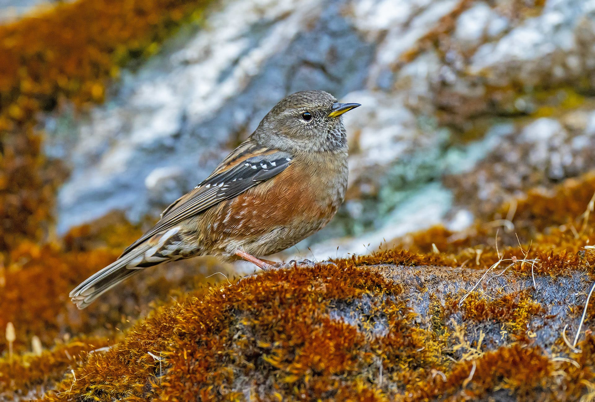 Munsiyari’s Omnipresent Alpine Accentors and Their Love Lives