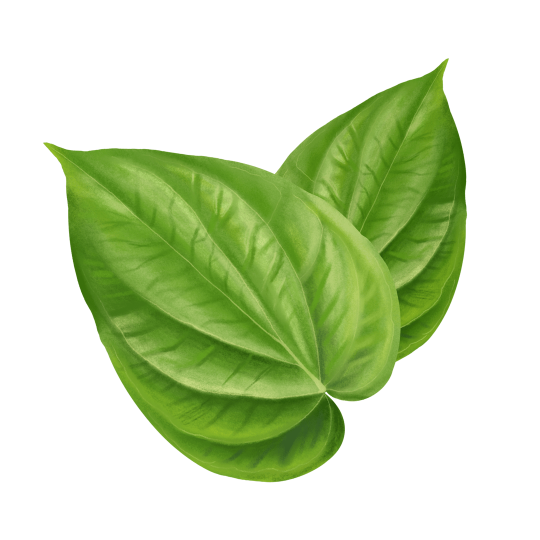 Betel Leaf (Paan)