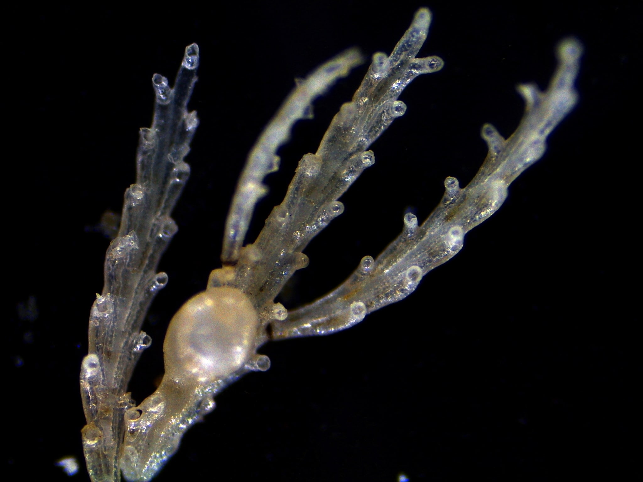 Bryozoans: Moss Animals of the Tidepools