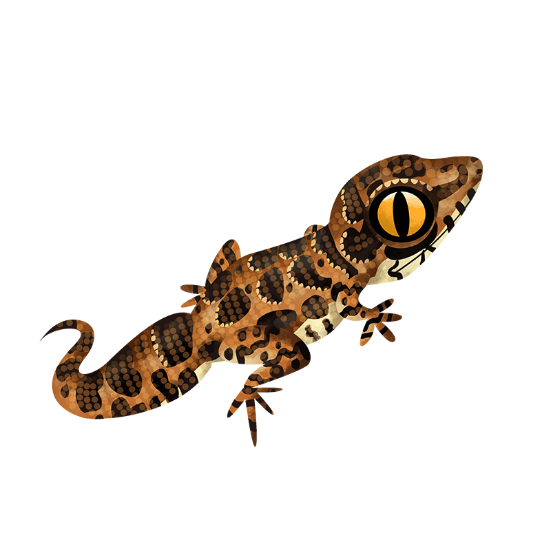 Jeypore ground gecko