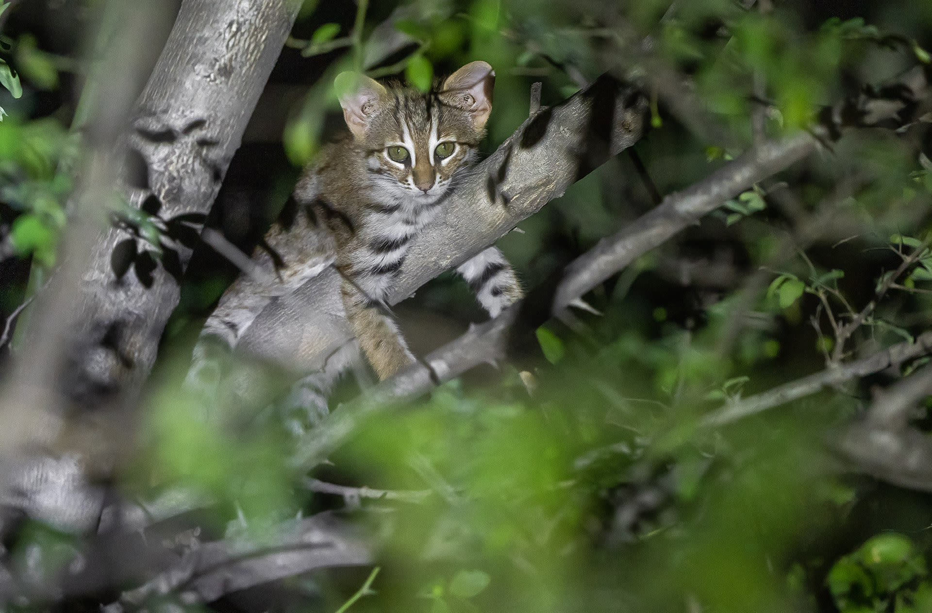 Modern Family: Observing a Rusty-Spotted Cat Clan in Rajasthan
