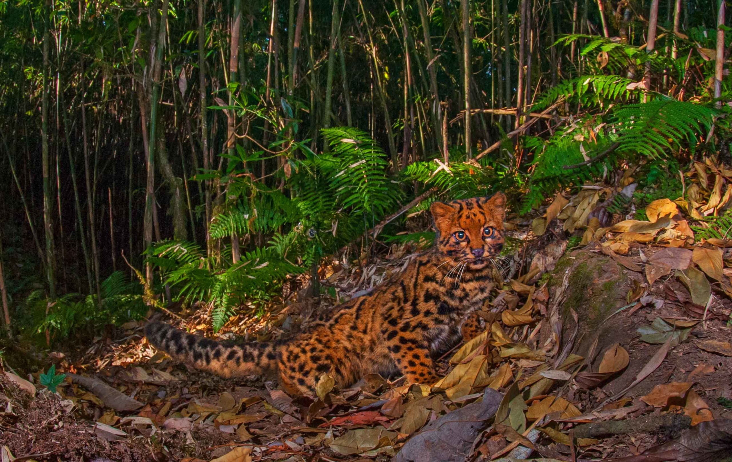 Marbled Cat: Master of Stealth in the Treetops