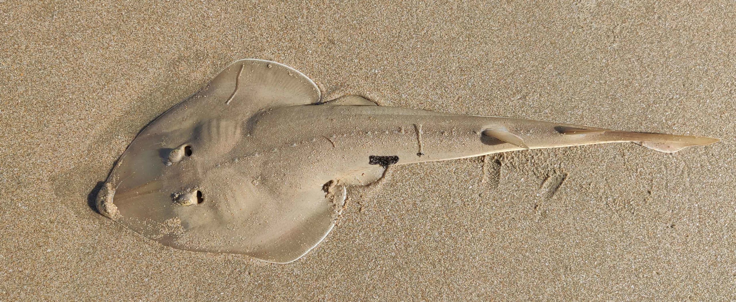 Guitarfish: The Threatened Coastal Cruisers of South Goa