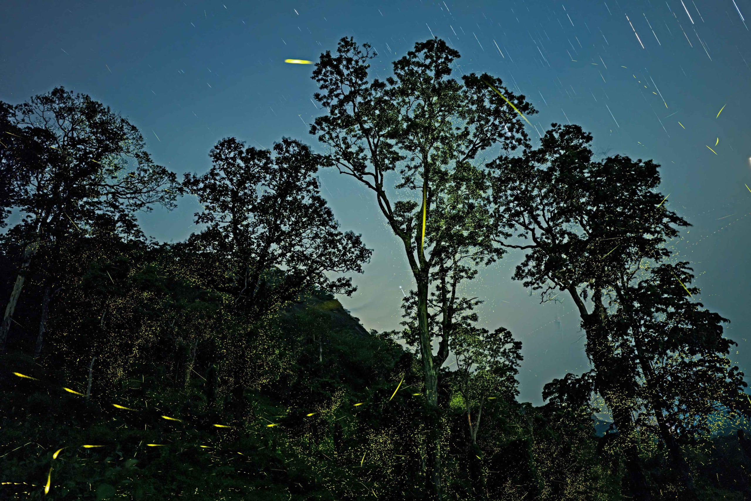 Fireflies: Bioluminescent Beauties Light Up the Trees