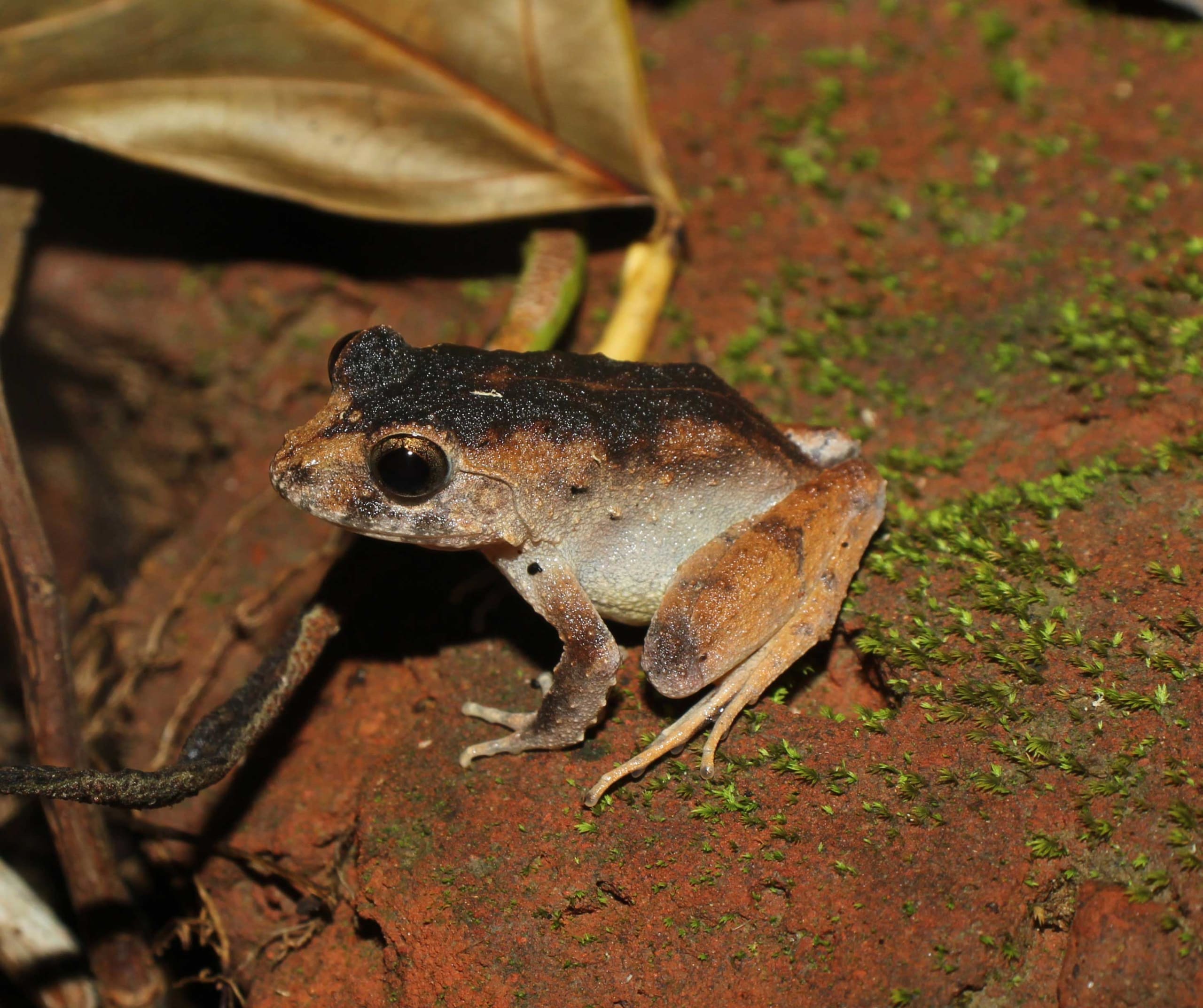 Charles Darwin’s Frog: Tree-nester in the Andaman Islands