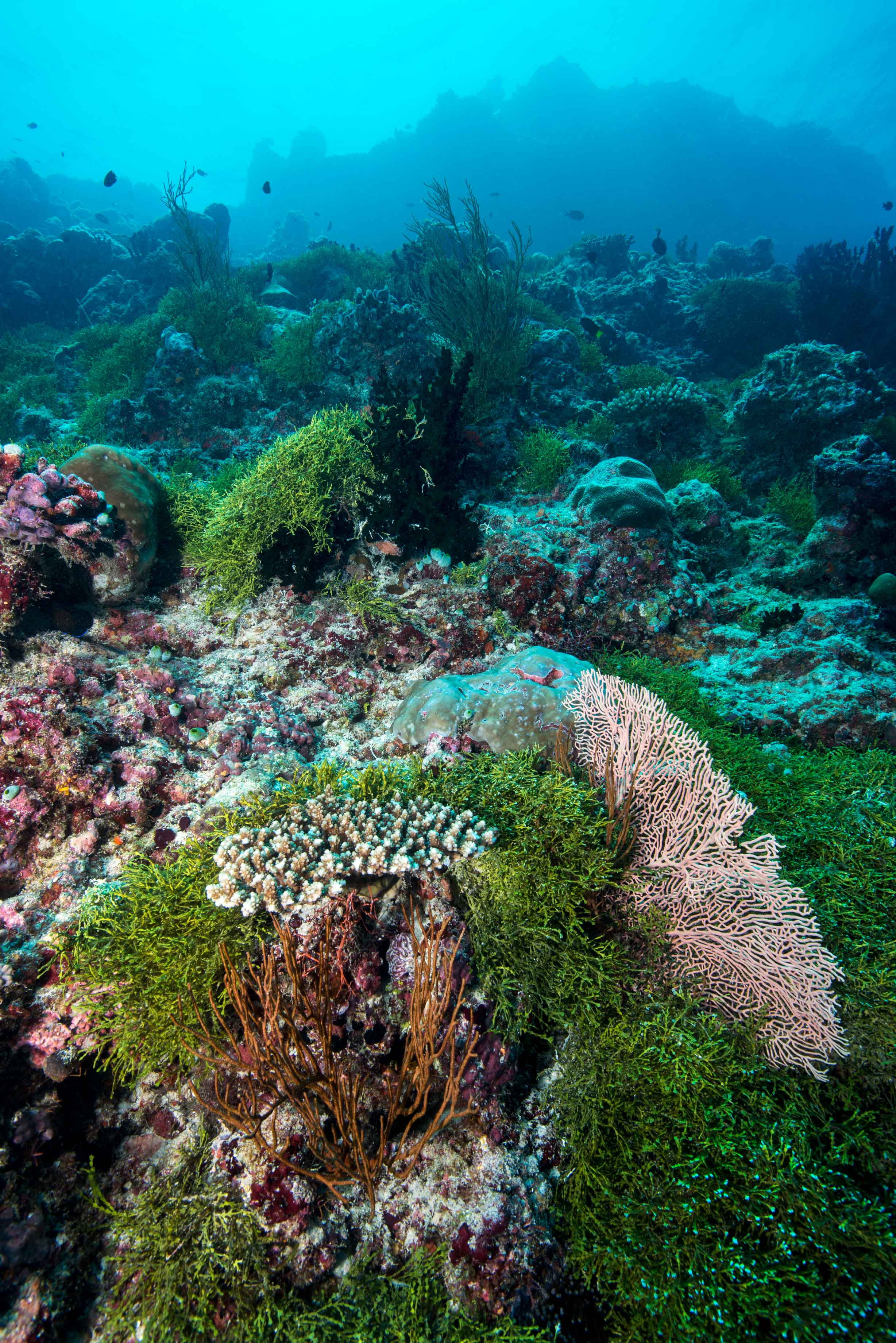Finding Nori: Journey into the Underwater World of Seaweeds