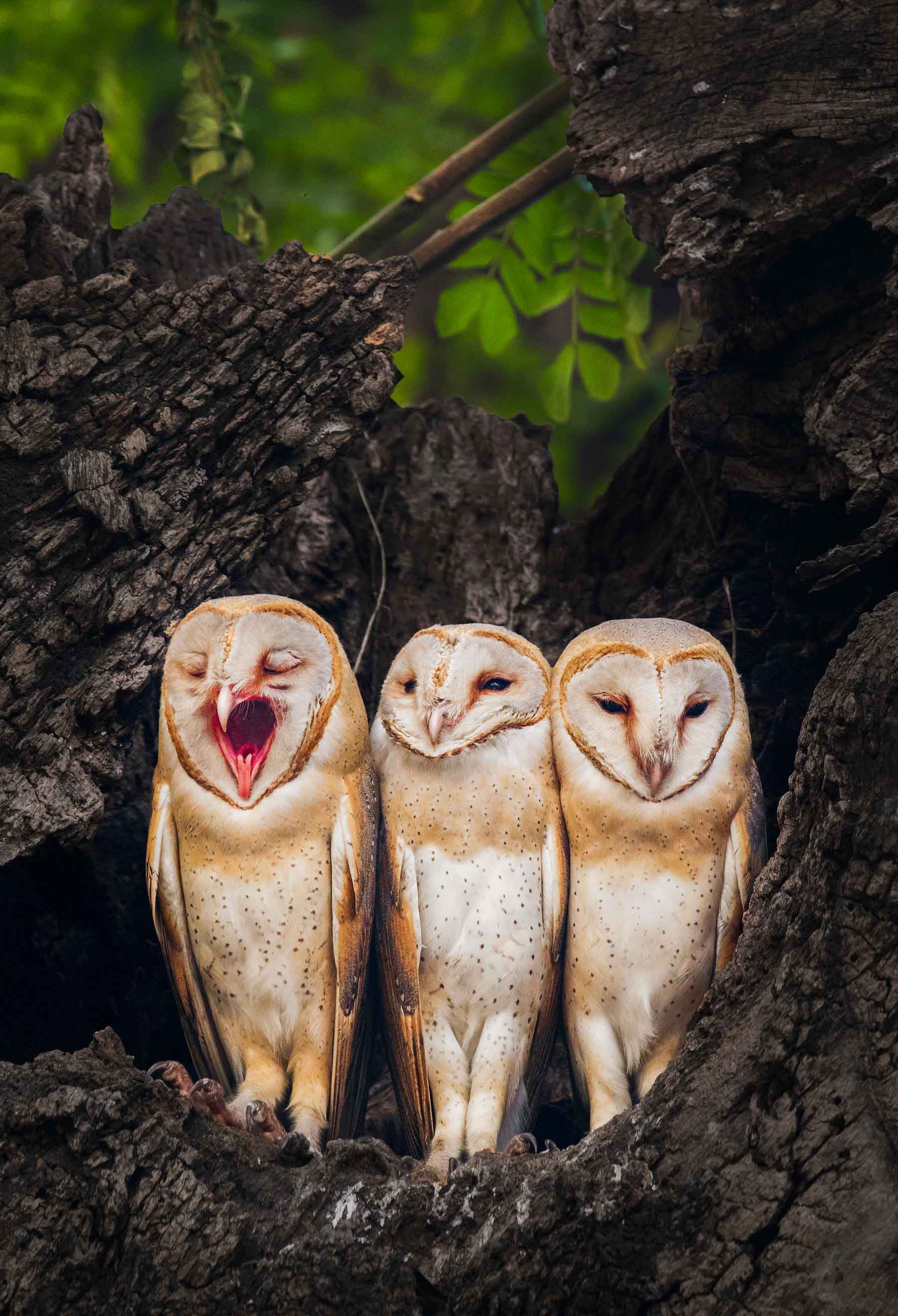 Barn Owls: Caught in the Urban Rat Race