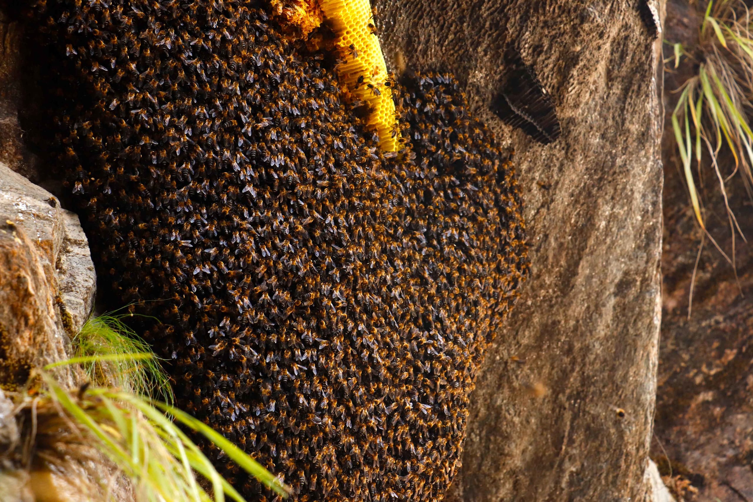 Quest for the Himalayan Giant Honey Bee