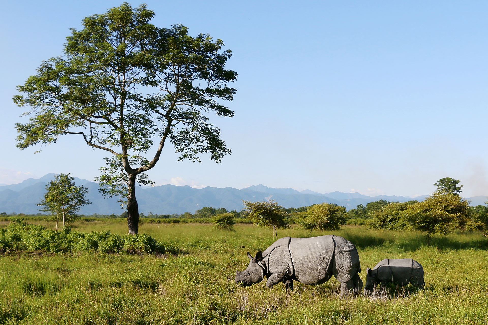 One-horned Rhinoceros