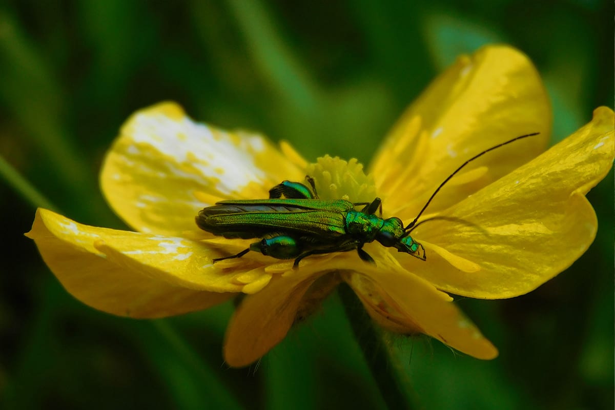 Beetles: Tiny Titans of Pollination