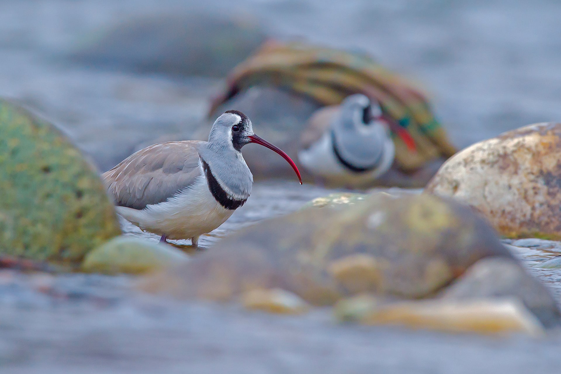 Ibisbill in Kashmir: Where Boulders Have Wings