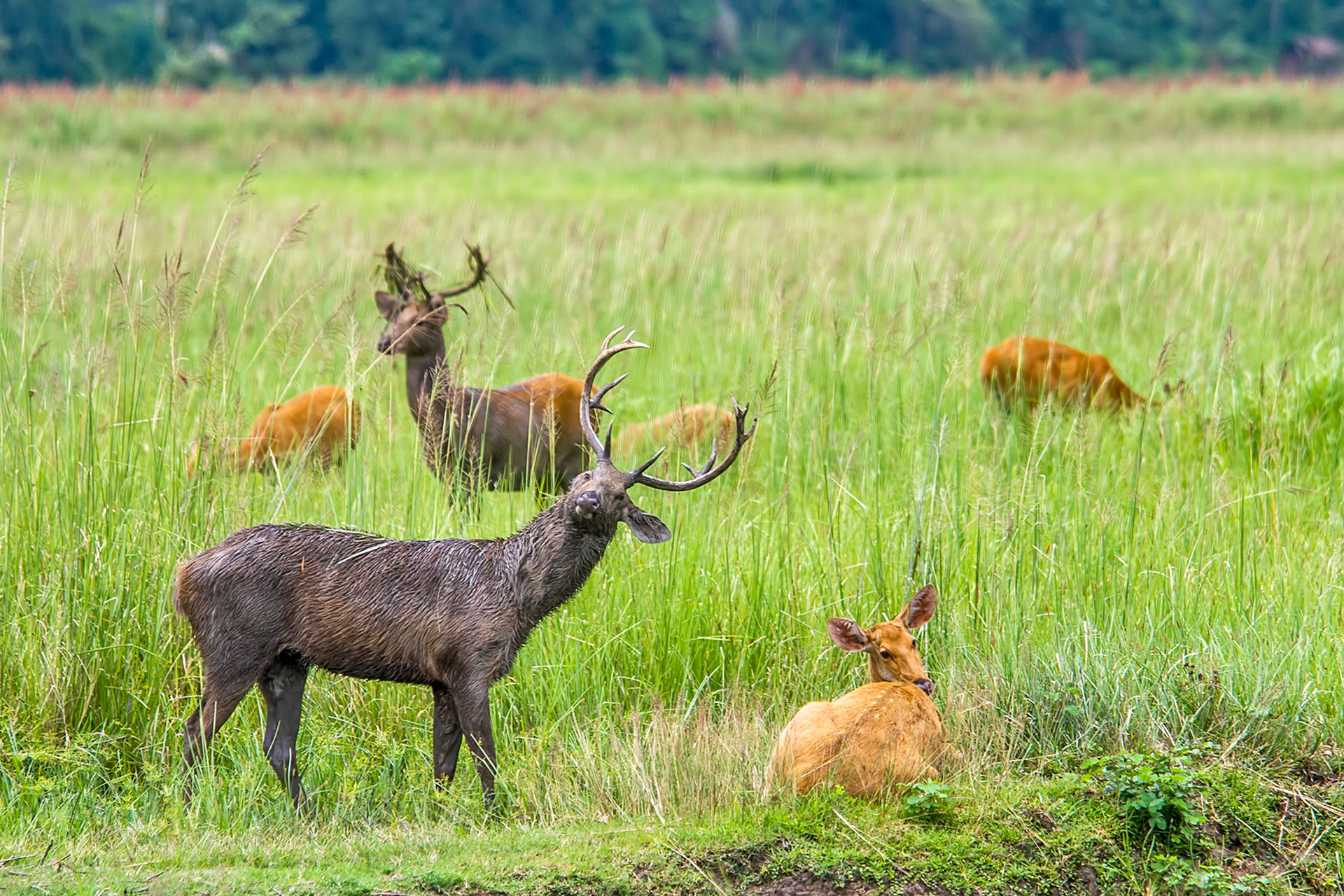 Grasslands are the Eastern Swamp Deer’s Only Domain