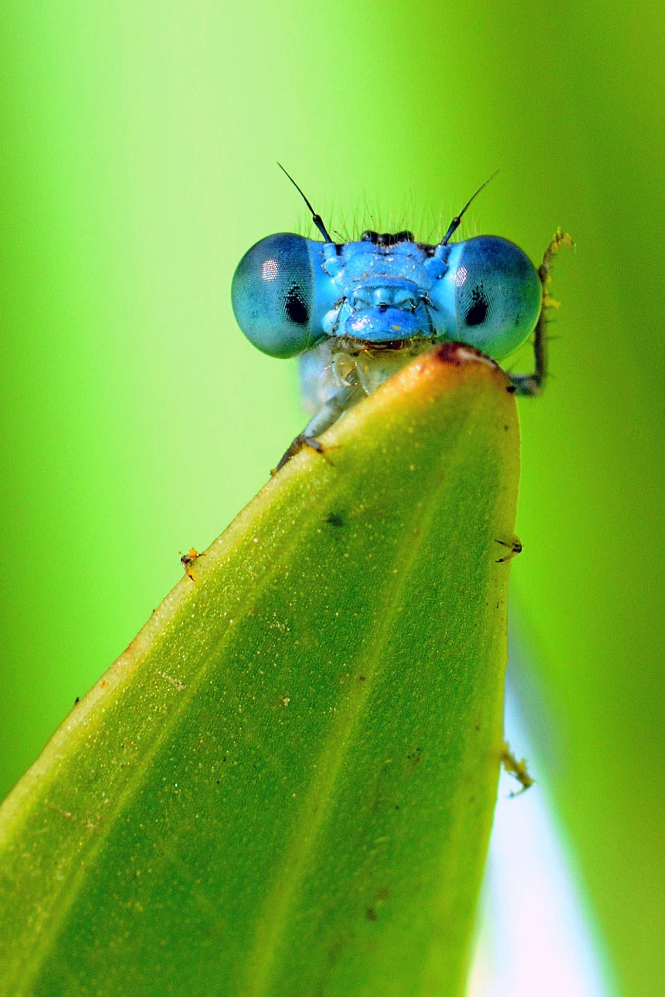 Dashing Damselflies: Aerialists in an Arthropod Circus