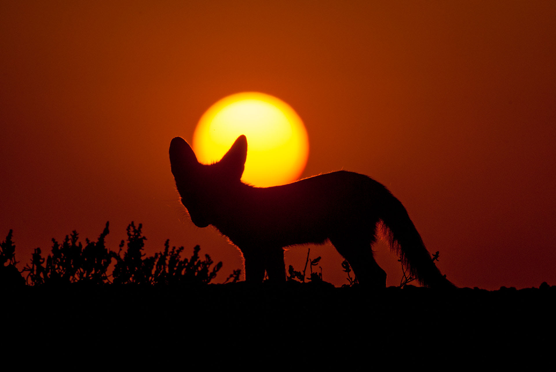 Furry and Feisty the Desert Fox Endures