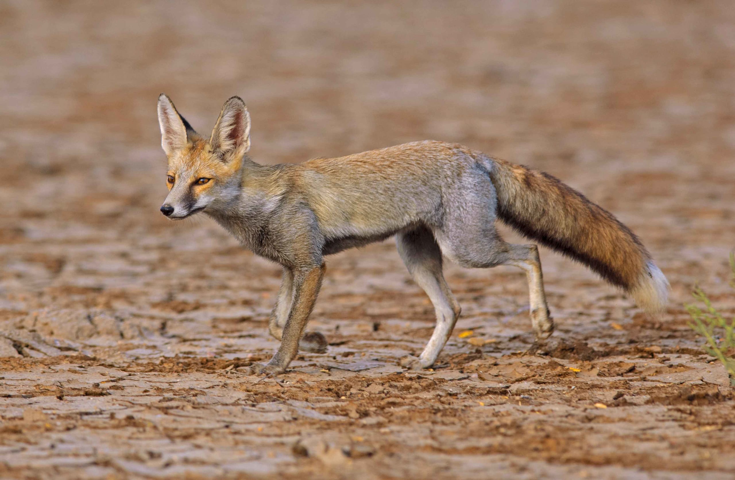 Foxy Tales: Look Before You Leap