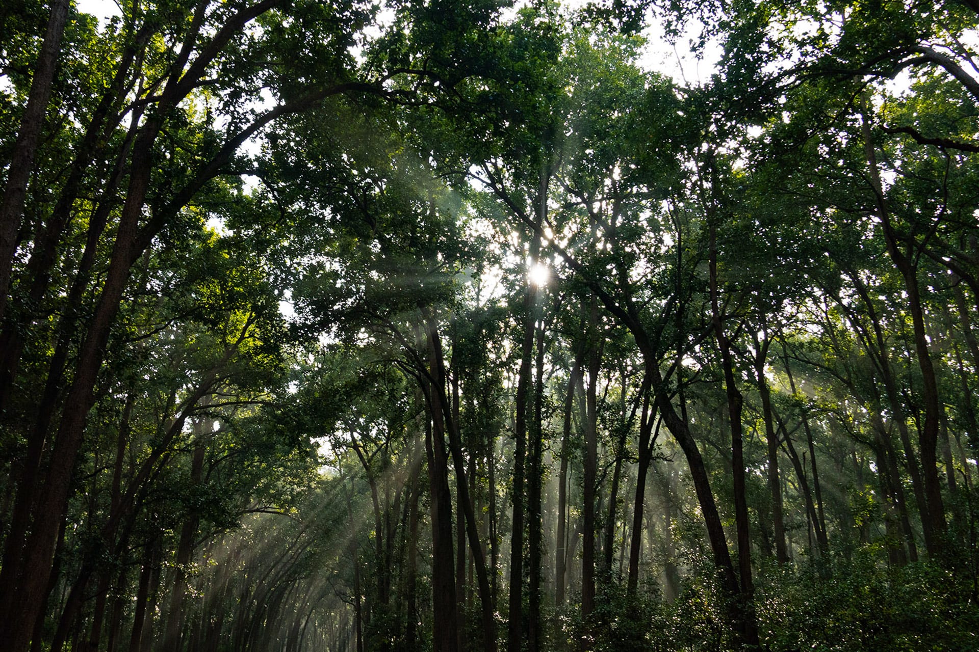 Sal: The Robust Timber Tree | Roundglass | Sustain