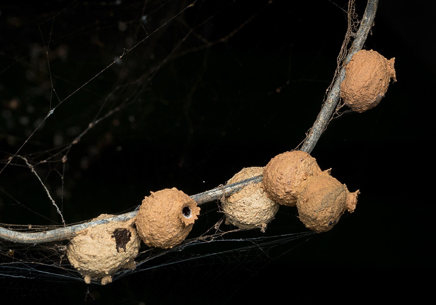 Nature’s Artists: The World of Potter Wasps