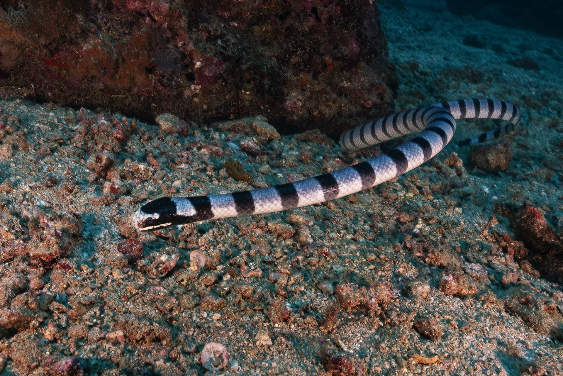 Eel Hunter: The Amphibious Life of Sea Kraits