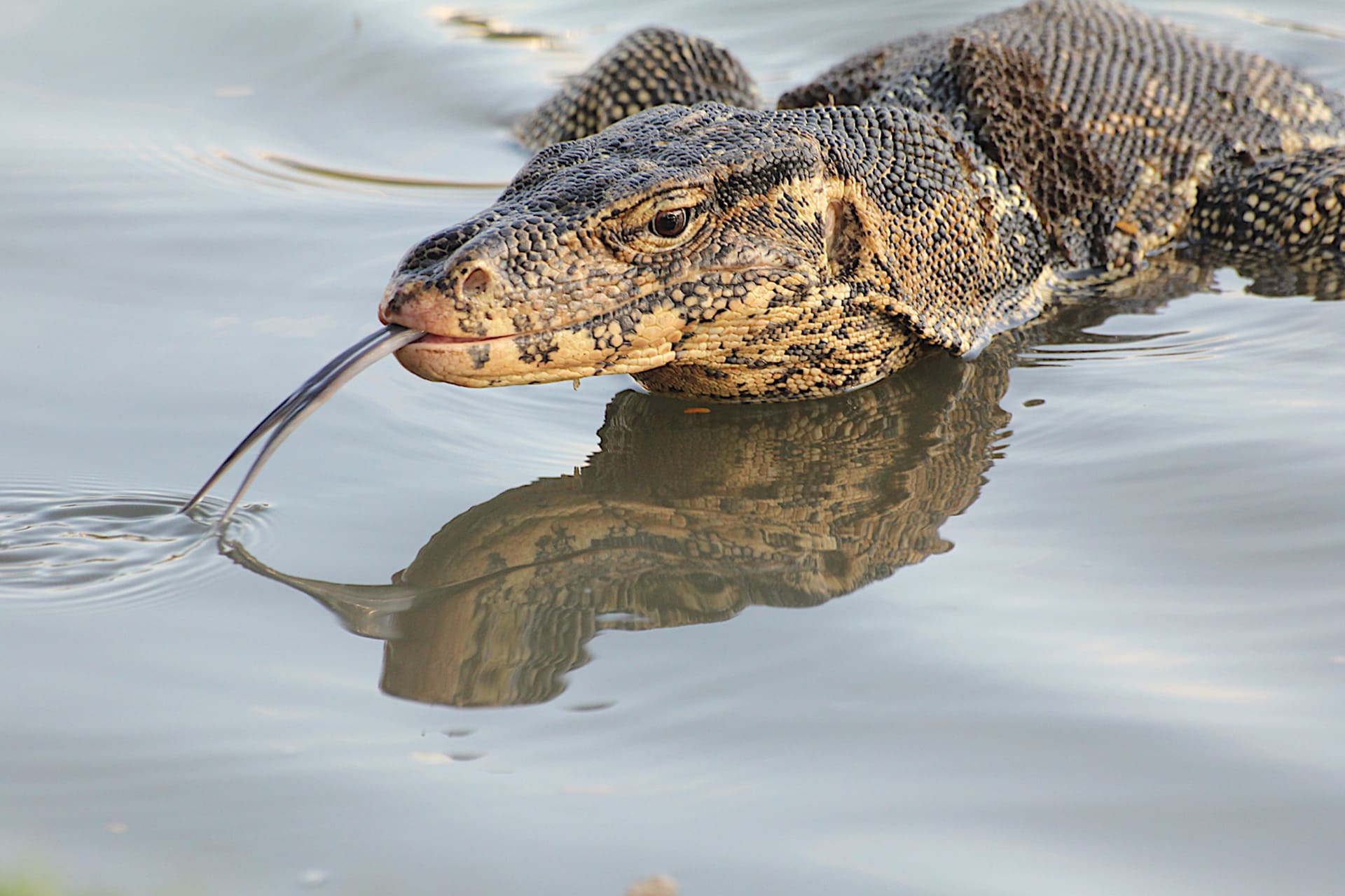 Living Dragons: Weapons, Defences and the Water Monitor Lizard
