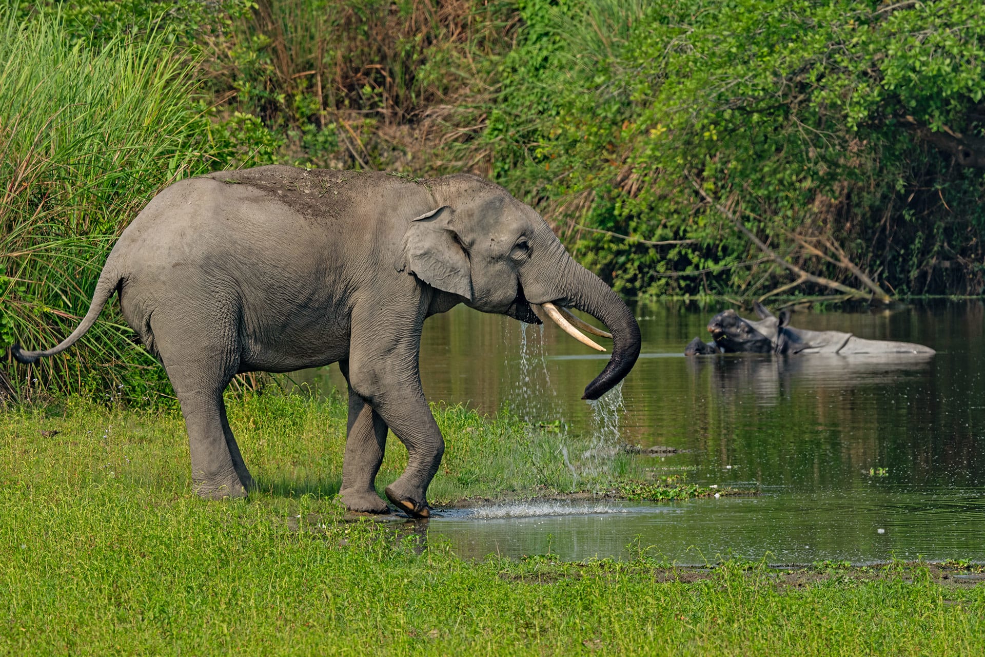 Kaziranga: Discover the Untamed Beauty of India's Wildlife Sanctuary