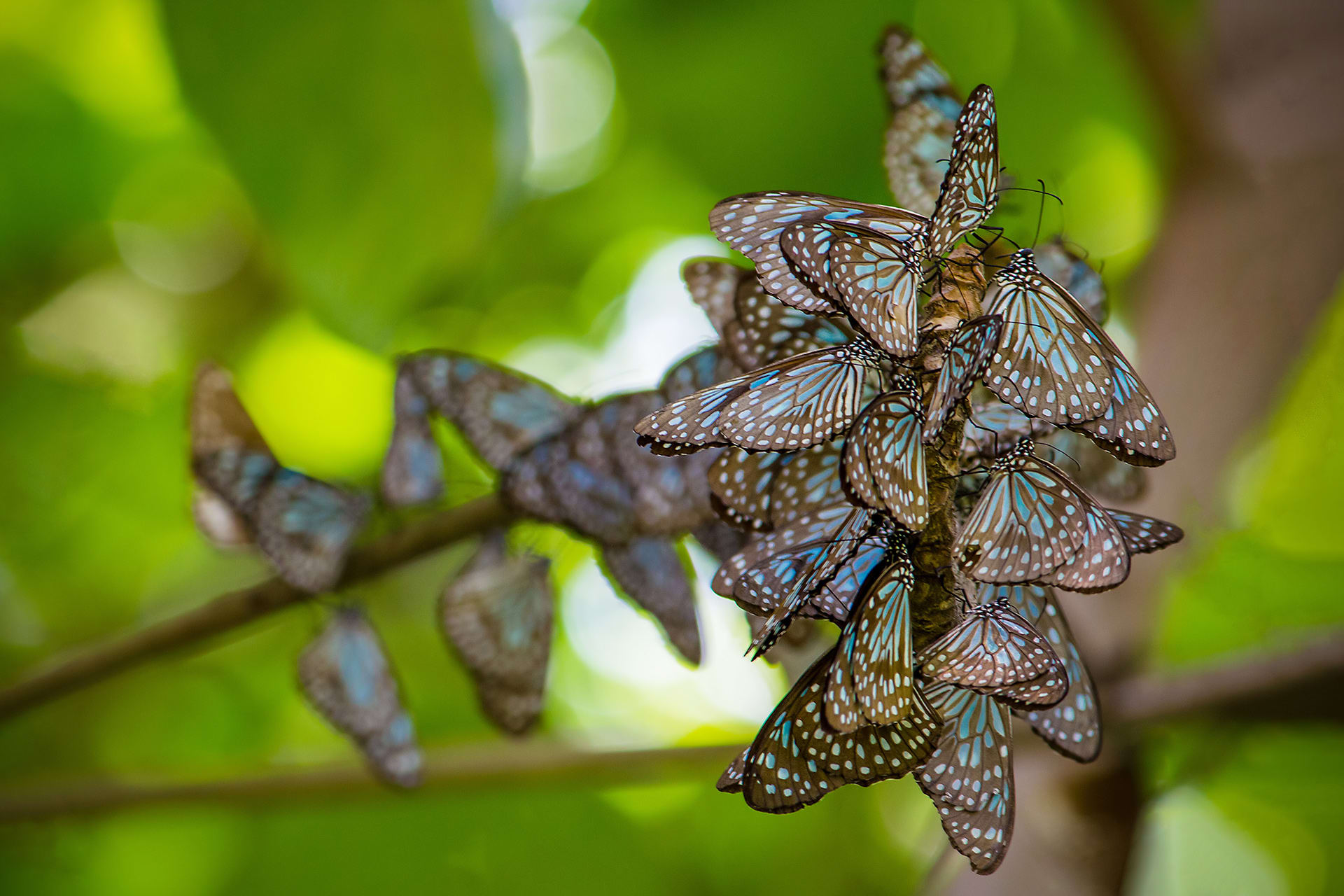 Bewitching Butterflies Take Wing