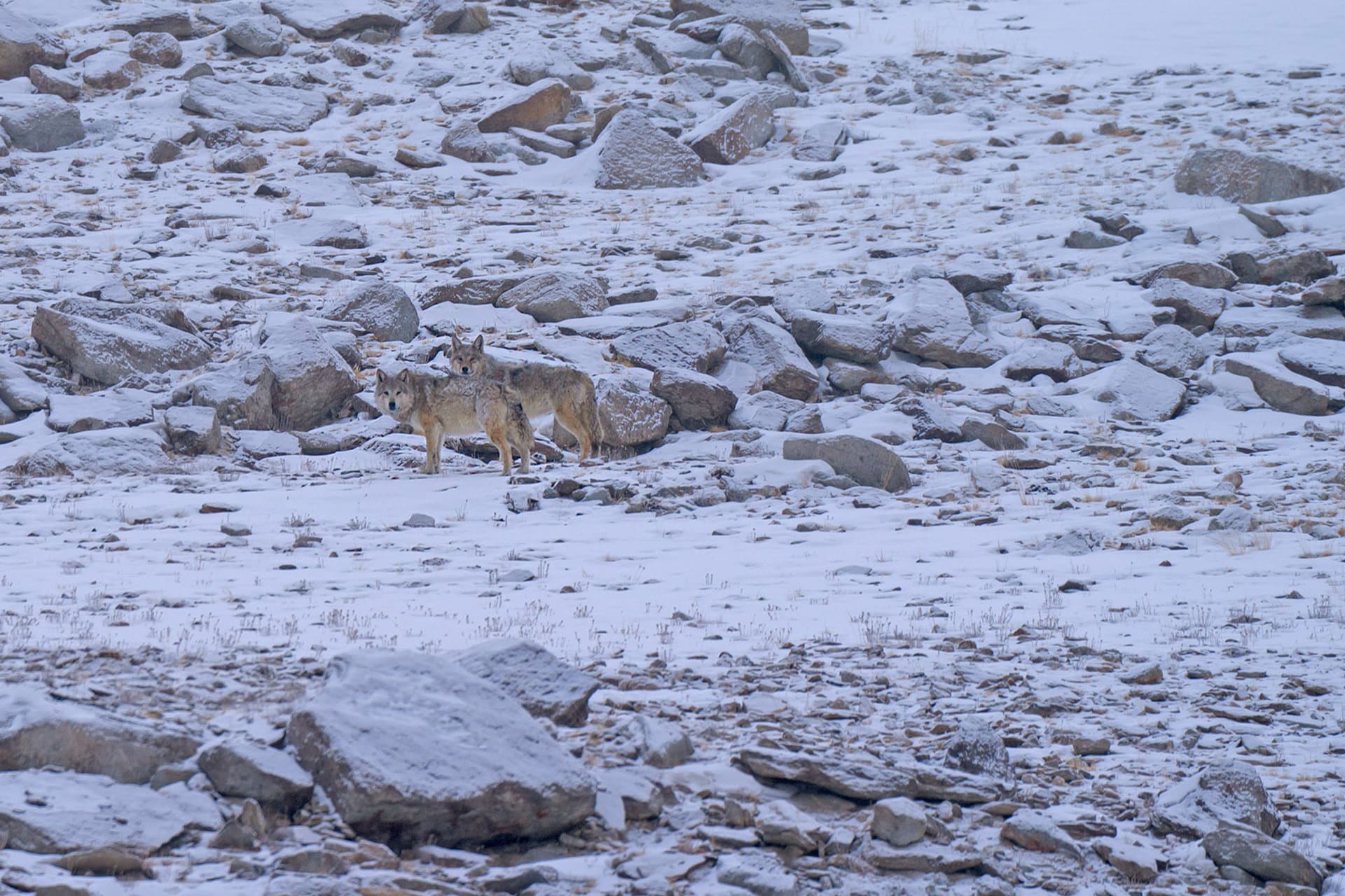 Himalayan Wolf: The Howler of Hanle