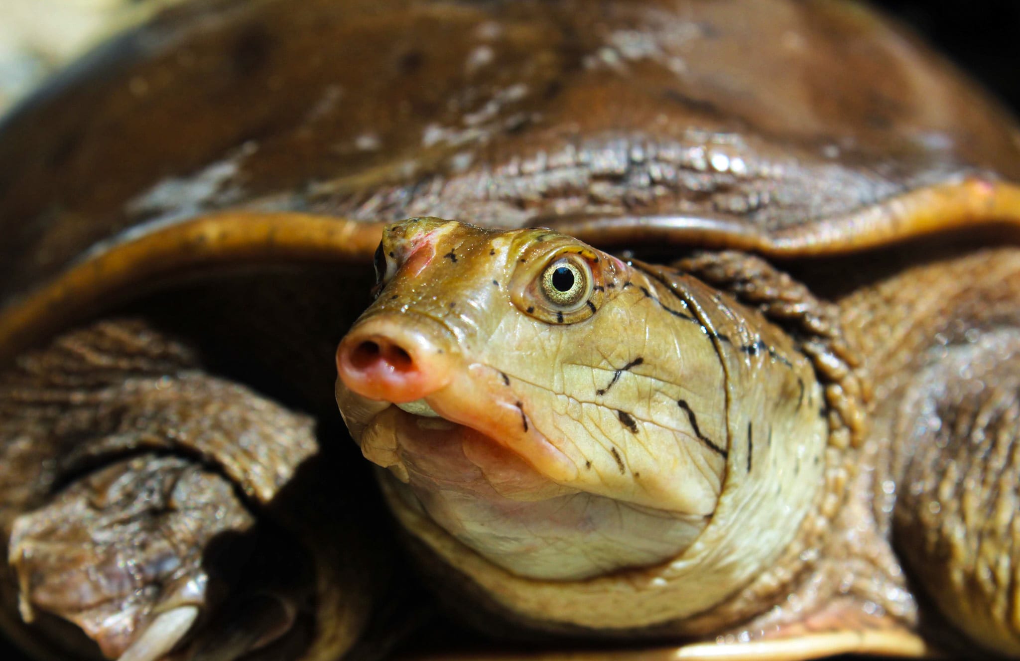 Predator in the Pond: Indian Flapshell Turtle